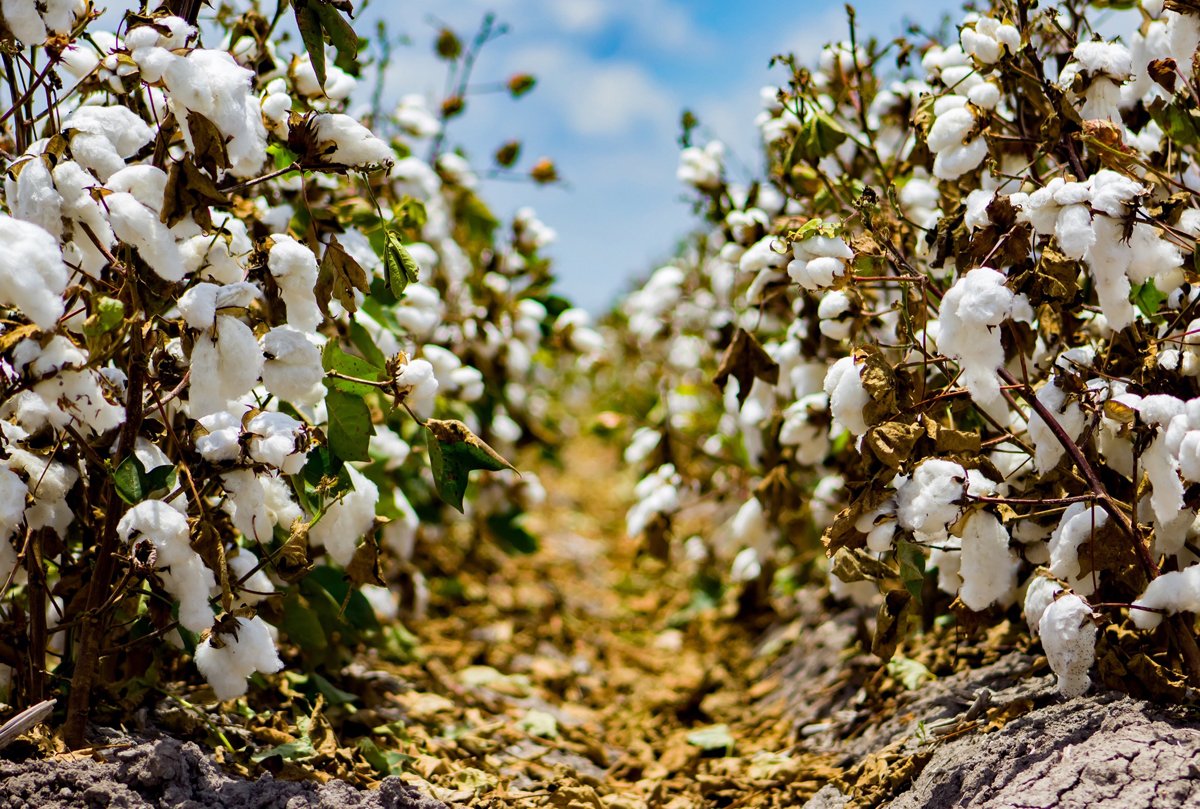 cotton