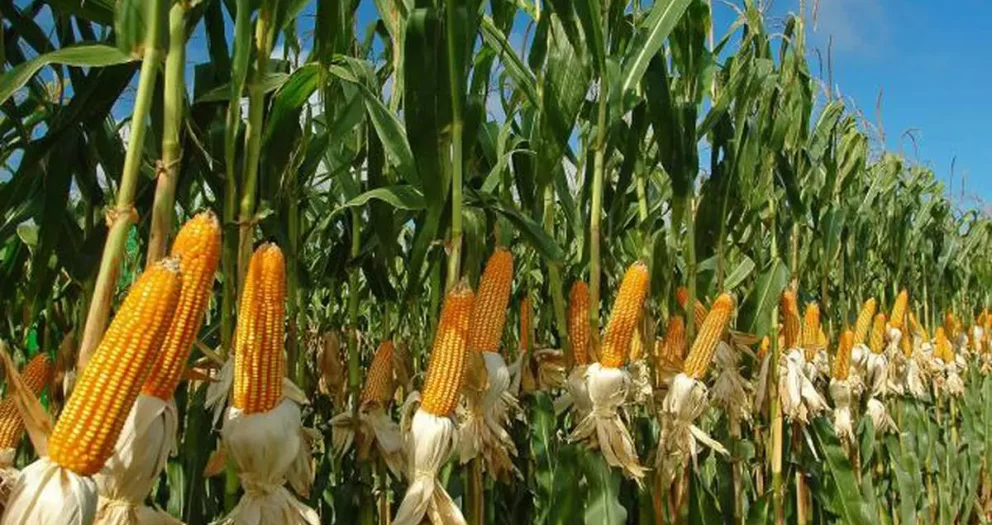 maize